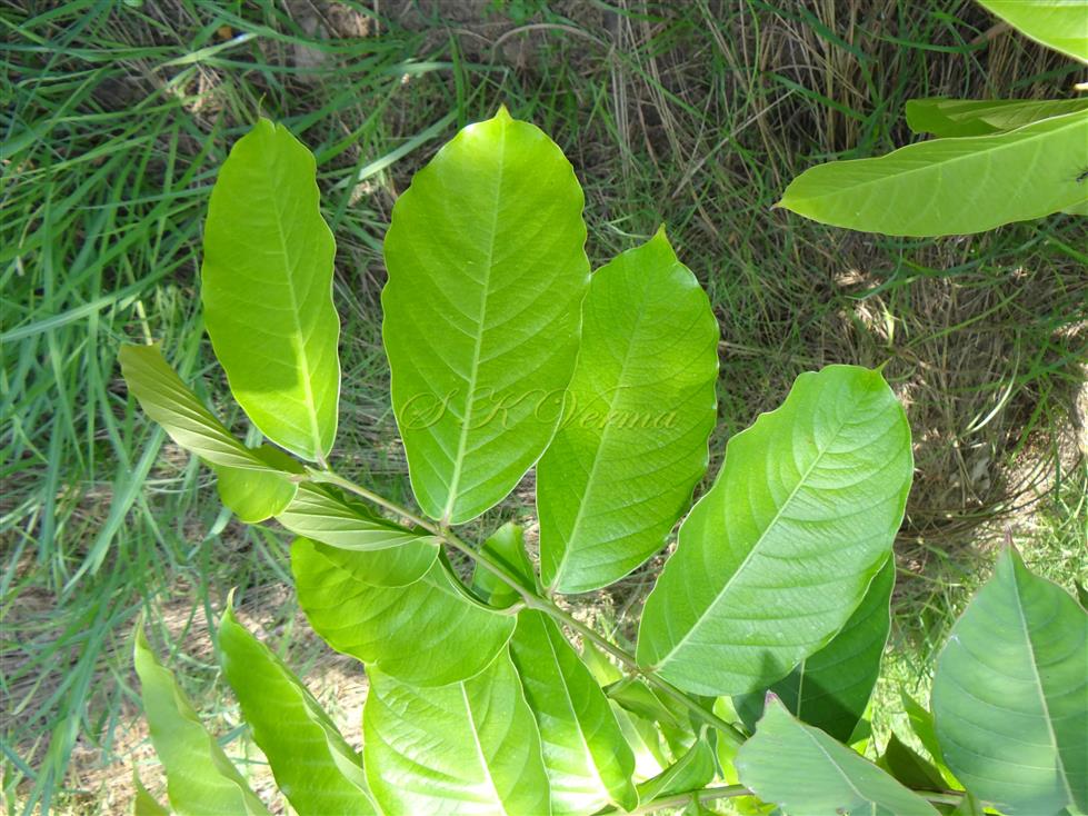  Branch with leaves